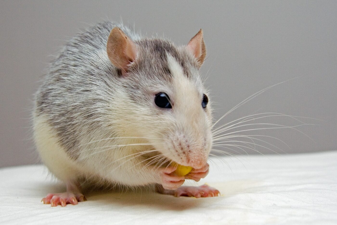 https://sharphomesks.com/wp-content/uploads/2018/11/eating-mouse-rat-51340-1400x933.jpg