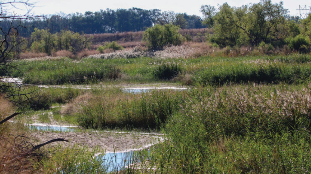 Willow Springs Featured
