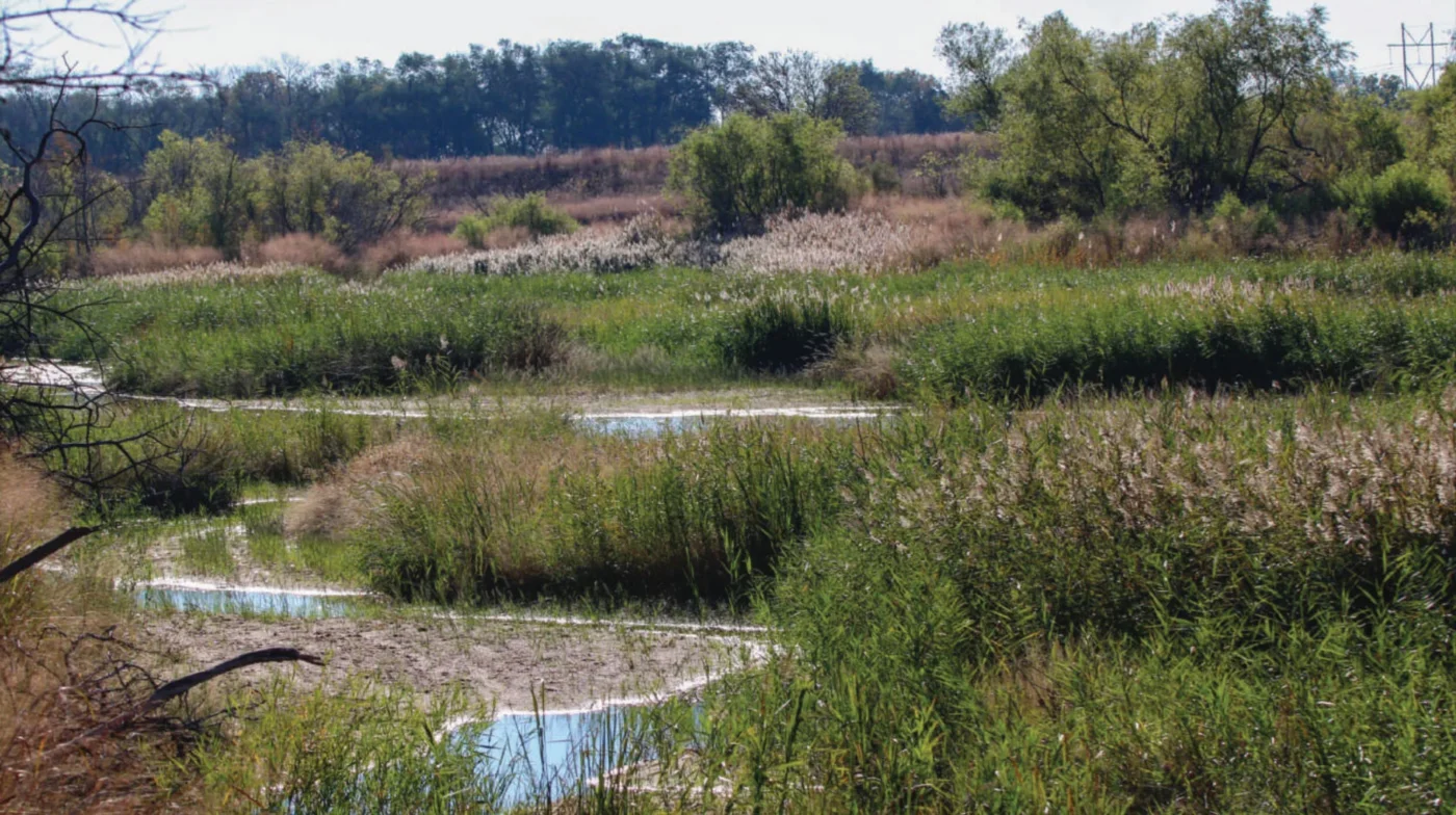 Willow Springs Featured