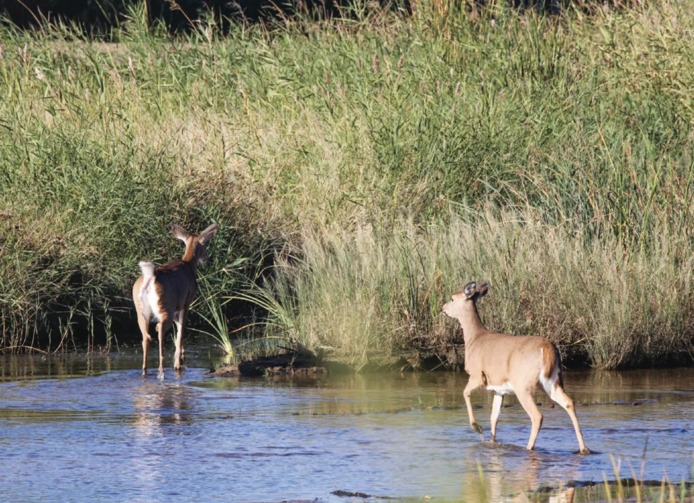 Deer in the wetlands