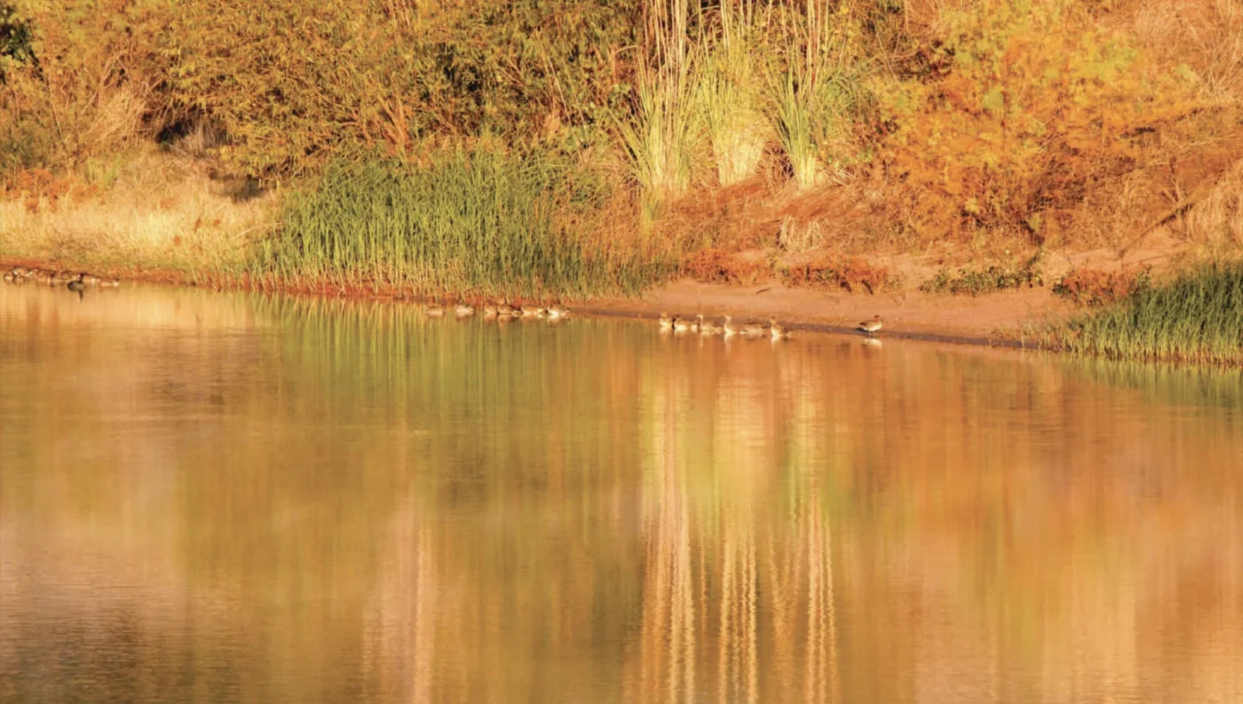 Ducks on the shore